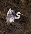 Egret_6283_720