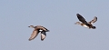 Gadwalls_2683_720b
