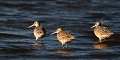 Godwit_4530bpan