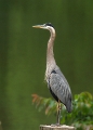 GreatBlue2907