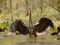 Heron_7233_720