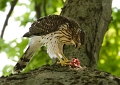 JuvenileEats_6602_750