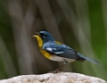 Parula_7273e