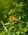 PrairieWarbler_7243