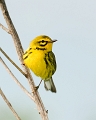 PrairieWarbler_7480