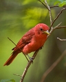 SummerTanager_9427b