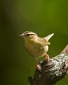 WormEatingWarbler_8091