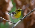 YellowThroatedVireo_8568b