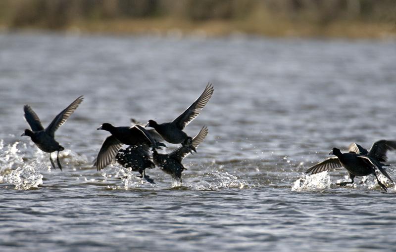 Coot_4901