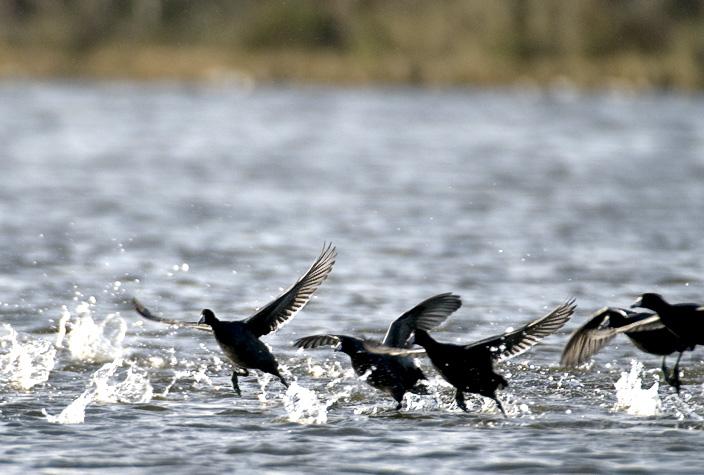 Coots_4899