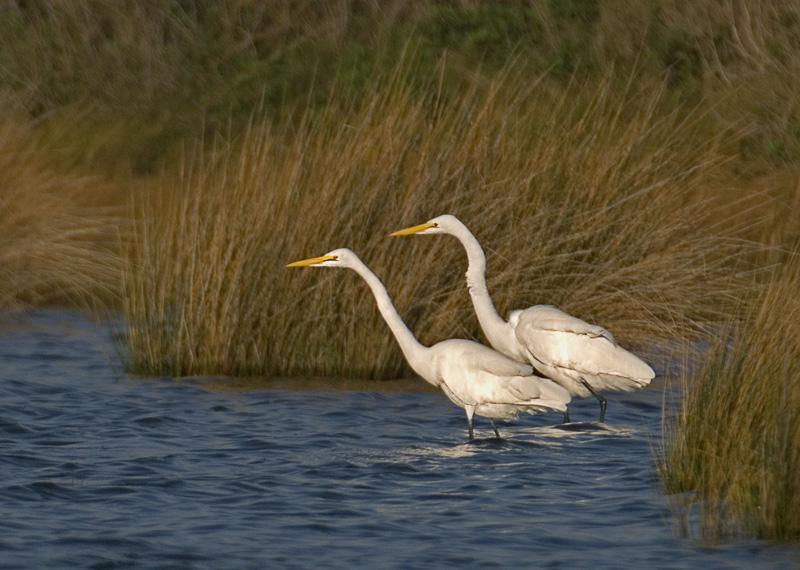 EgretsGreat_4517