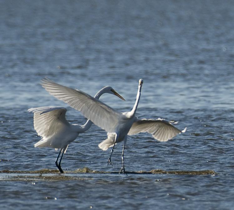 Egrets_4749