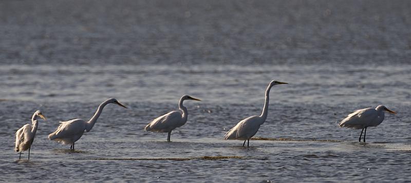 Egrets_4767