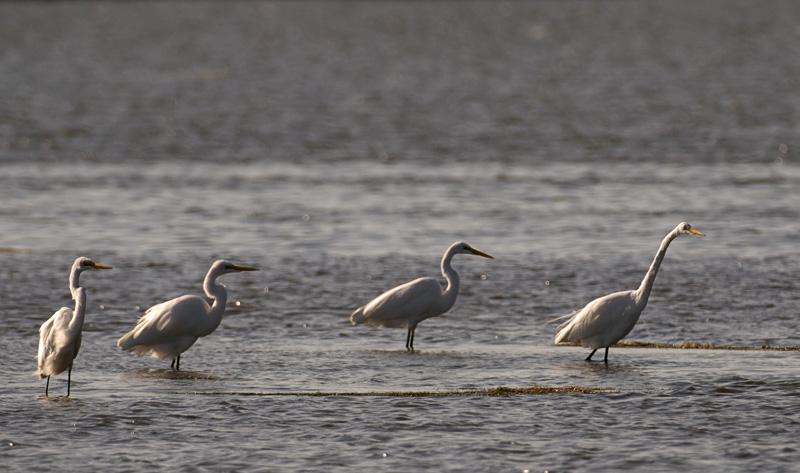 Egrets_4768