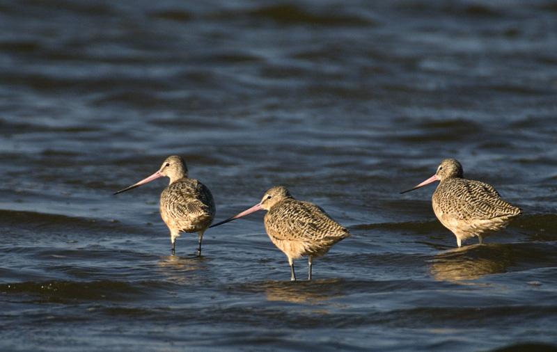 Godwit_4530