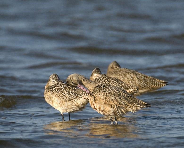 Godwit_4540