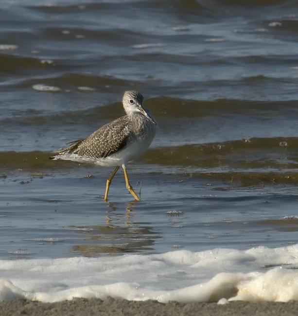 GreaterYellowLegs_4562