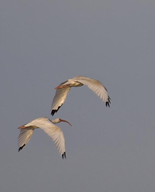 Ibis_4865
