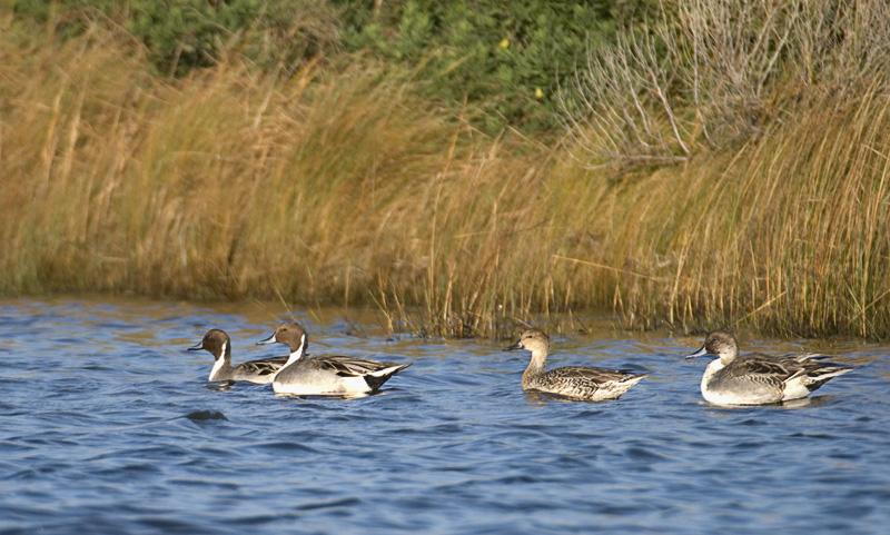 PinTail_4516