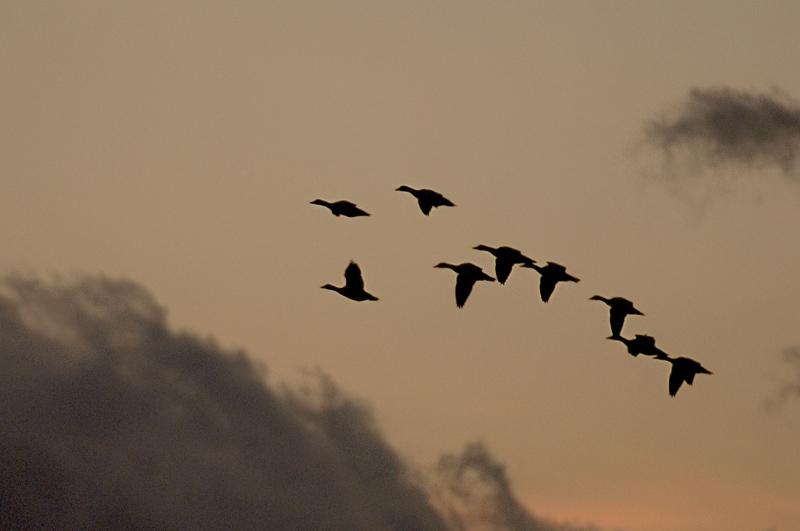 SnowGeese_4779