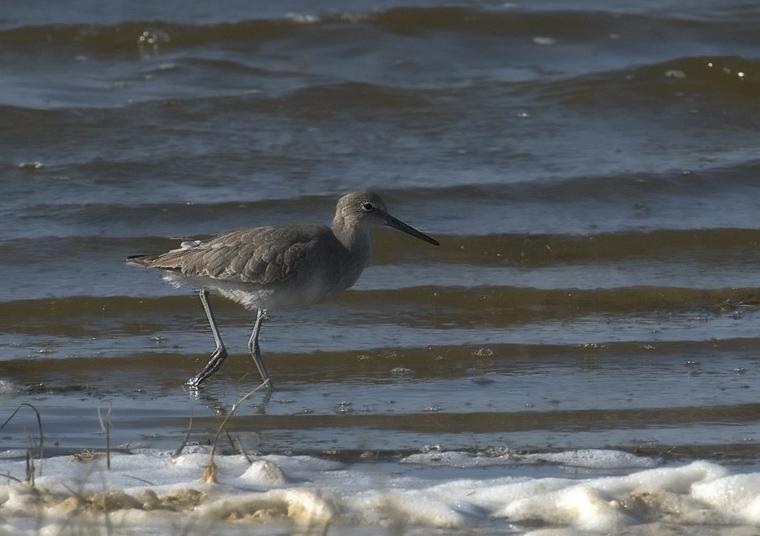 Willet_4558