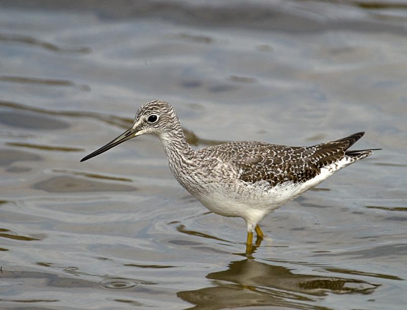 YellowLegs_4698