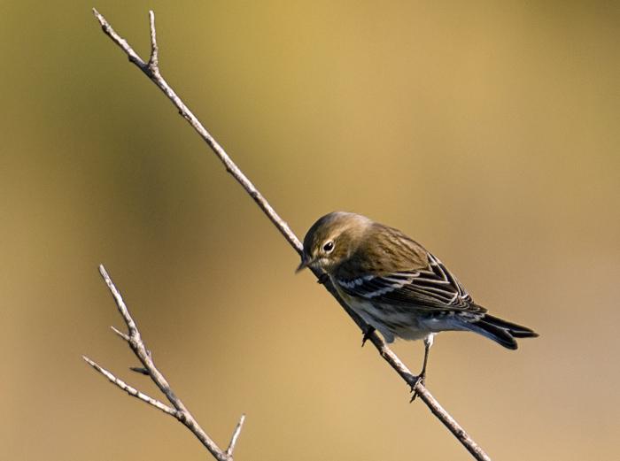 YellowRump_4927
