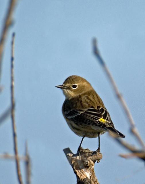 YellowRump_4940b