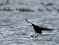  Blue Footed Landing - Coot