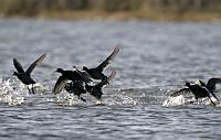  Panicking Coots II