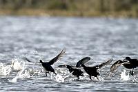  Panicking Coots