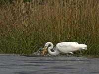  Great Heron Fishing