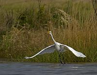  Great Egret