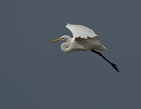  Lower the Landing Gear - Great Egret