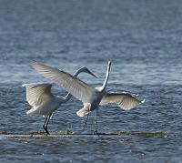  Great Egrets - Lake Mattamuskeet