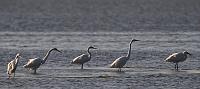 Great Egrets - Lake Mattamuskeet