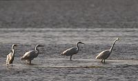  Great Egrets - Lake Mattamuskeet