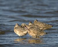  Marbled Godwits