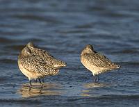  Marbled Godwits