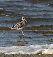  Greater Yellowlegs