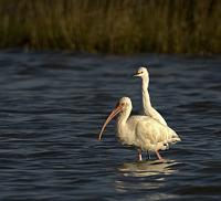  White Ibis & Snowy Egret