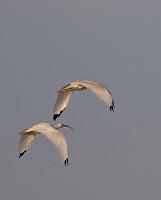  White Ibis