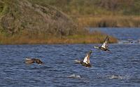  Pin Tail Ducks