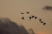  Snow Geese Over South Pond