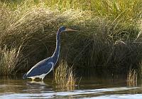  Tri-color Heron