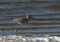  Willet
