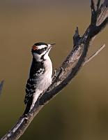  Downy Woodpecker