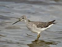  Greater Yellowlegs