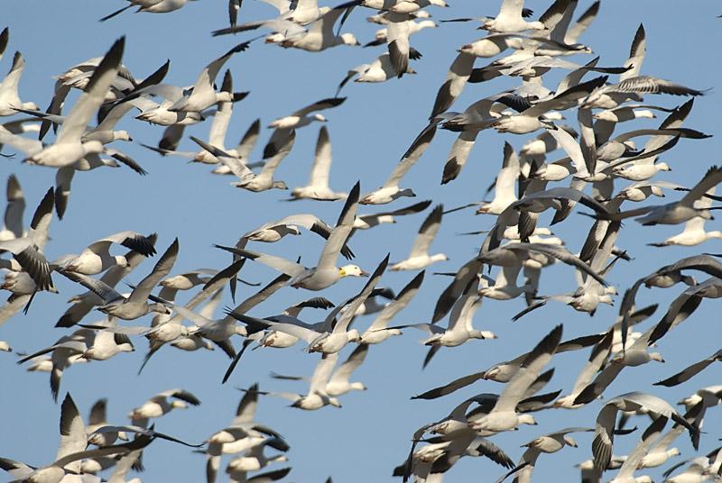 Collared_6161.jpg - One goose is wearing some sort of radio collar