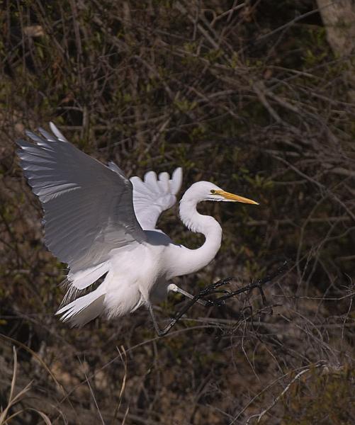 EgretAlights_6282.jpg - Great Egret landing in bushes